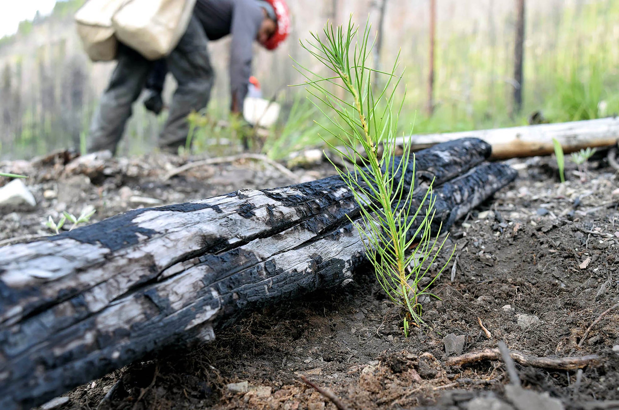 Giving 25,000 Trees Back to Our National Forests