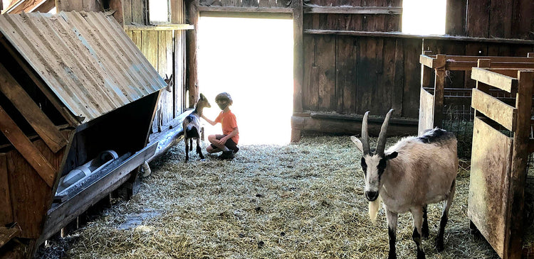 A KEEN Kid visiting goats on an organic farm