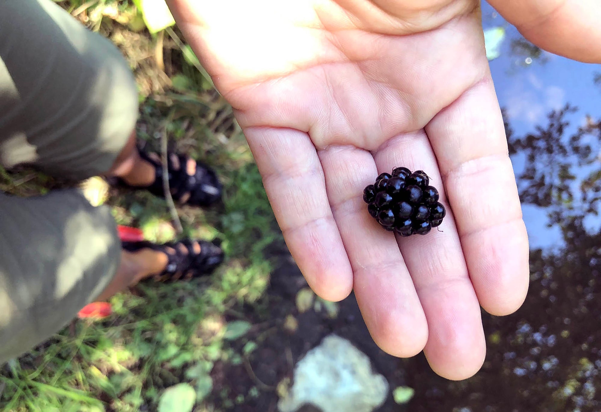 A Beginner’s Guide to Wild Edibles in the PNW