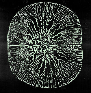 Cross section of plant with KEEN logo at the center and veins spreading from logo to the outer ring